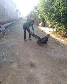 女生打架被脱裤视频,女生被脱裤视频引发社会关注