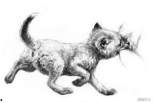 狐狸教学视频,揭秘狐狸生活习性及驯养技巧