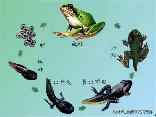青蛙视频官网,解锁精彩瞬间，畅游动物世界